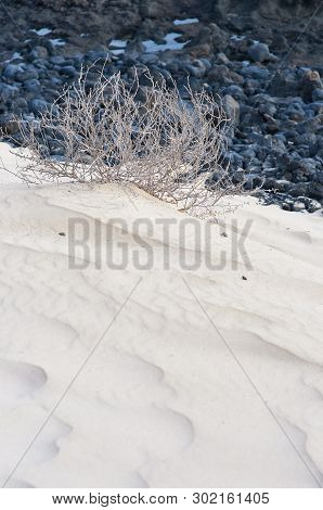 Dry Xerophile Plant In The Desert, Horizontal Shot With Text Space. Desert On Fuerteventura, Canary 