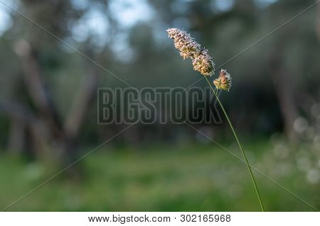 Panicle Of An Orchard Grass (dactylis Glomerata) Growing In An Olive Grove In Croatia
