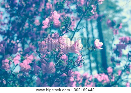 Spring Blossom Background In Beautiful Blue Tones With Bokeh Lights. Blooming Tree Flowers In Pink S