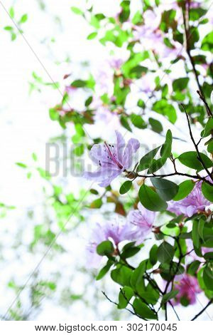 Spring Blossom Background In Beautiful Blue Tones With Bokeh Lights. Blooming Tree Flowers In Pink S