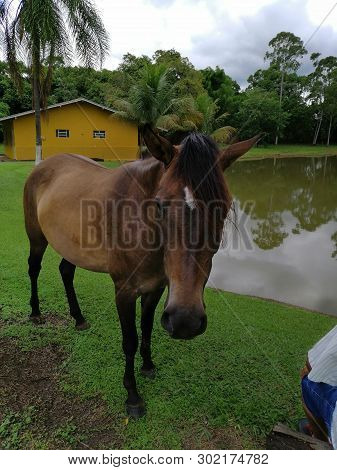 A Beautiful Horse In A Green Place