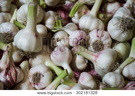 Fresh Garlic Texture Image & Photo (Free Trial) | Bigstock