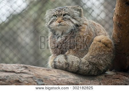 Pallas Cat (otocolobus Manul). Manul Is Living In The Grasslands And Montane Steppes Of Central Asia