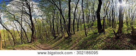 Panorama Of A Green Meadow, A Suburb Of Novomoskovsk, Ukraine