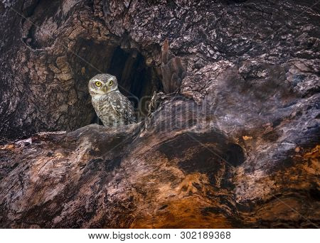Spotted Owlet, Athene Brama, Tadoba, Maharashtra, India