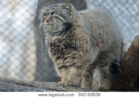 Pallas Cat (otocolobus Manul). Manul Is Living In The Grasslands And Montane Steppes Of Central Asia