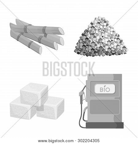 Vector Design Of Sugarcane And Cane Icon. Set Of Sugarcane And Field Vector Icon For Stock.