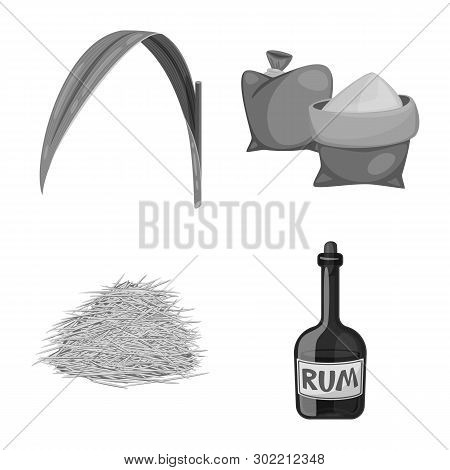Vector Illustration Of Sugarcane And Cane Sign. Set Of Sugarcane And Field Stock Vector Illustration