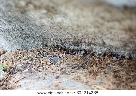 Snake Natrix Natrix Under The Stone. Snake In The Forest