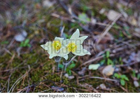 The First Spring Flowers In The Forest.