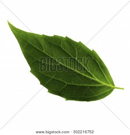 One Green Leaf Of Jasmine Isolated On White Background, Bottom Side Of Leaf