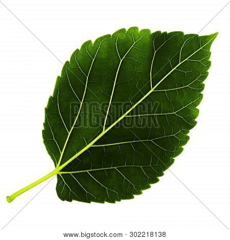 One Green Leaf Of Mulberry Is Isolated On White Background, Underside Of Leaf