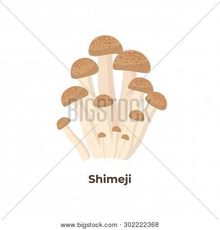 Shimeji Mushrooms Isolated On White Background, Vector Illustration In Flat Design.