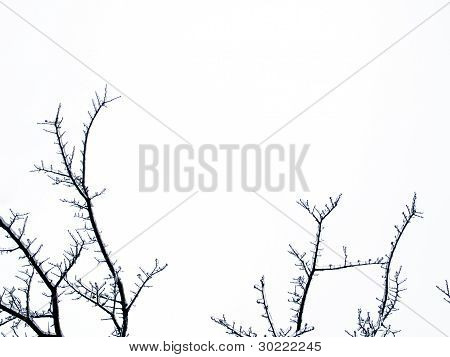 배경-얼음 나무 가지