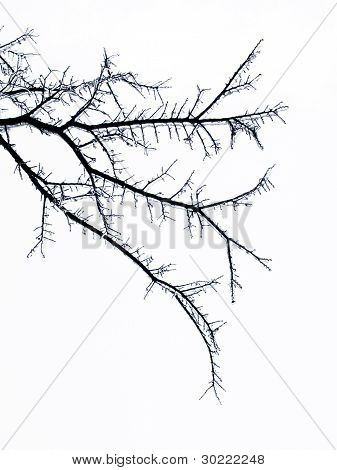 배경-얼음 나무 가지