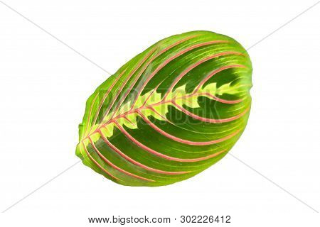 Beautiful Freshness Maranta Leuconeura Plant Or Prayer Plant With Leave Mix Colors With Green And Re