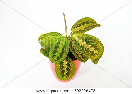 Beautiful Freshness Maranta Leuconeura Plant Or Prayer Plant With Leave Mix Colors With Green And Re