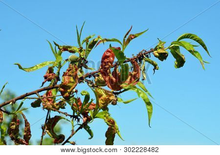Peach leaves with leaf curl (Taphrina deformans) disease. Branch of peach with defected leaves.