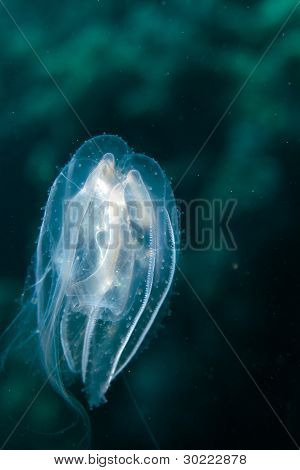 Siphonophore v Rudém moři.