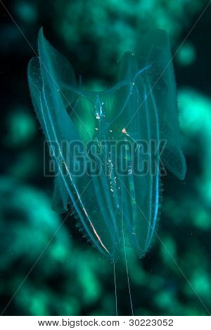 Siphonophore v Rudém moři.