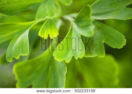 Gingko Biloba Leaves In Nature With Sunshine.green Leaves Of Dingo Tree.