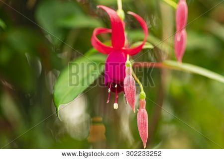 Hanging Fuchsia Flowers In The Garden.fuchsia Magellanica Flower.