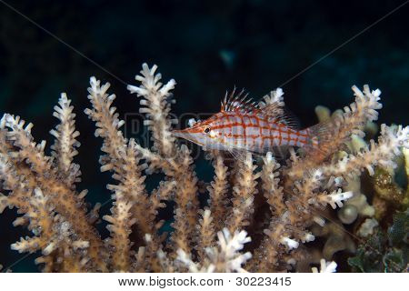 Longnose hawkfish (oxycirrhites typus), de Vörös-tengeren.