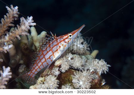 Longnose hawkfish (oxycirrhites typus), de Vörös-tengeren.
