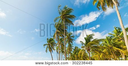 Palm Trees Under A Blue Sky In Guadeloupe, French West Indies. Lesser Antilles, Caribbean Sea