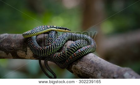 Flying Snake (chrysopelea Paradisi Paradisi) Hiding In The Forest.