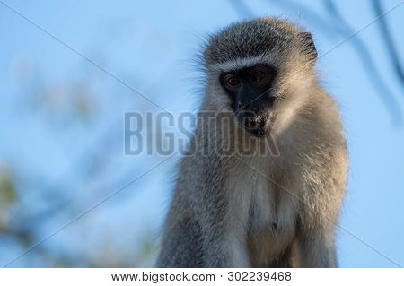 A Closeup View Of A Thoughfull Vervet Monkey.