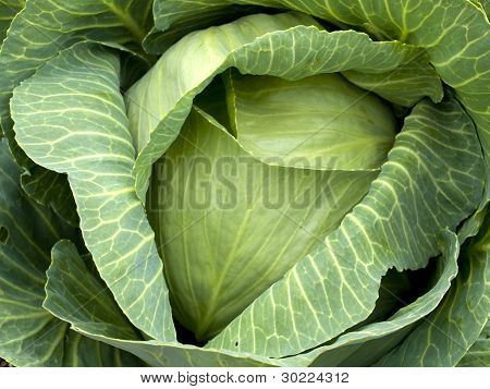 Verdure - cavolo _ organici