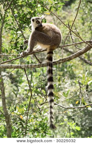 Gros plan d'un lémur catta dans leur Habitat naturel