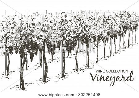 Vine Hills Landscape. Vector Line Sketch Illustration