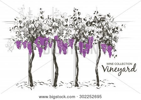 Vine Hills Landscape. Vector Line Sketch Illustration