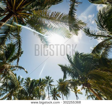 Sun Shining Over Palm Trees In Guadeloupe, French West Indies. Lesser Antilles, Caribbean Sea