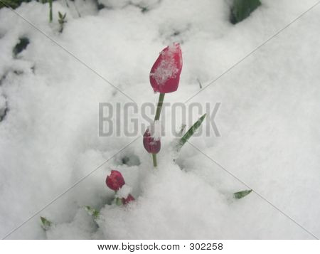 Snowtulip1