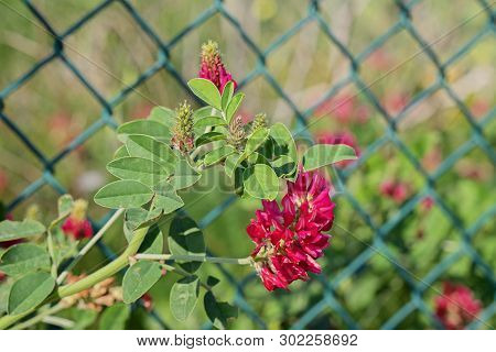 View Of Sulla Coronaria Flower. Agricultural Plant Are Grown For Animal Feed And To Collect Honey, M