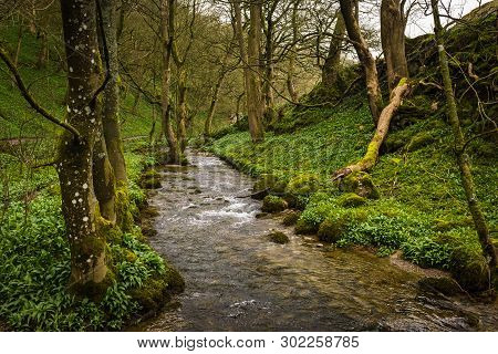 The River Aire Weaves Its Way Through Lush Green Woods At Janets Foss, Malham, West Yorkshire, Engla