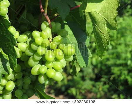 Green Vineyard, Bunches Of White Grapes Growing In Summer. Rural Landscape With Unripe Grapevine And