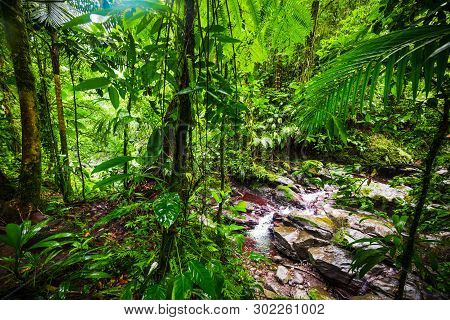 Green Plants And Small Stream In Basse Terre Jungle In Guadeloupe, French West Indies. Lesser Antill