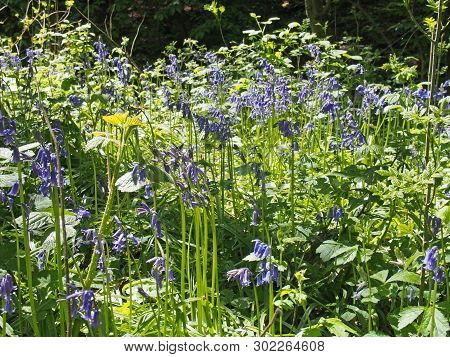 A Close Up Of Native British Bluebells Flowing In Bright Sunlight On A Tangled Woodland Floor