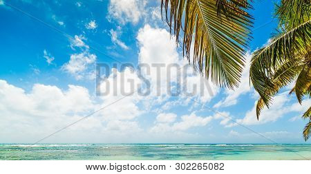 Palm Trees In Bois Jolan Beach In Guadeloupe, French West Indies. Lesser Antilles, Caribbean Sea