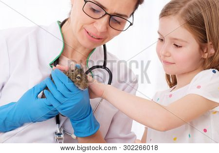 Pretty kid took her fluffy degu pet to professional veterinarian