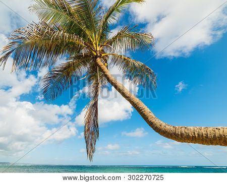 Palm Tree Over The Sea In Autre Bord Beach In Guadeloupe, French West Indies. Lesser Antilles, Carib