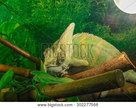 Close Up Of Cute Colorful Chameleon Profile At Zoopark In Chelyabinsk,  Russia. A Large Colorful Cha
