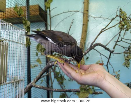 นกเชื้อรา