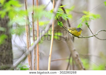Nashville warbler male looking for insects in tree