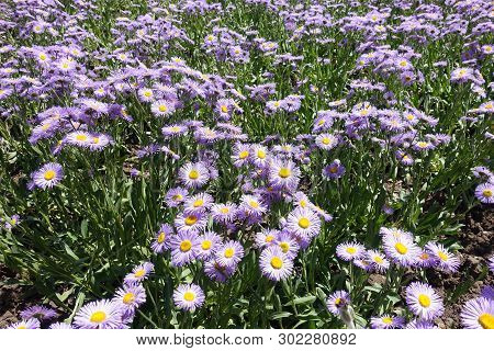 Flowerbed Covered With Flowering Erigeron Speciosus In June