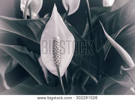 Indoor Plants: White Spatifilum Flower Among The Leaves.